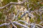 White crowned sparrows in Palm Springs, California, USA Art Print